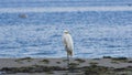 Great white heron or Great egret, Ardea alba, close-up portrait at sea shore with bokeh background, selective focus, shallow DOF Royalty Free Stock Photo