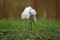 Great white heron