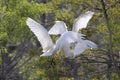 Great white herons in the nest