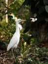 a great white heron egret taking a walk Royalty Free Stock Photo