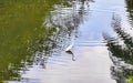 Great white heron walking around in tropical swamp river Mexico