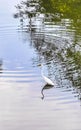 Great white heron walking around in tropical swamp river Mexico