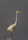 Great White Heron (Egretta Alba) Royalty Free Stock Photo