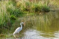 Great white heron on feeding edge of wetland Royalty Free Stock Photo