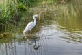 Great white heron on feeding edge of wetland Royalty Free Stock Photo