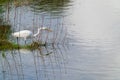 Great white heron on feeding edge of wetland Royalty Free Stock Photo