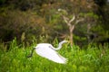 Great White Heron Flight Royalty Free Stock Photo