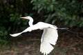 Great White Heron in Flight Royalty Free Stock Photo