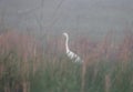 Great White Heron in the fog Royalty Free Stock Photo