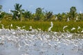 Great White Heron - Great Egret Royalty Free Stock Photo