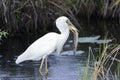 Great white heron (a.k.a. great blue heron) Royalty Free Stock Photo