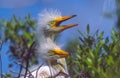 Great Egret Nestlings Royalty Free Stock Photo