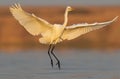 Great white heron photograped in amazing soft morning light.Great white heron landing on the water early morning.