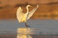 Great white heron photograped in amazing soft morning light.