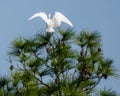 A great white egret spreading its wings Royalty Free Stock Photo