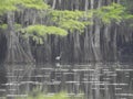 Great White Heron Standing in Swamp with Bald Cypress at Caddo Lake State Park, Texas Royalty Free Stock Photo