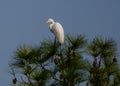 A Great White Egret Posing in the Top of a Pine Tree Royalty Free Stock Photo