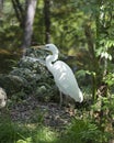 Great White Heron stock photos. Image. Portrait. Picture. Moss rock and foliage background