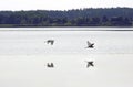 Great white heron. Summer day in August. Lake. Birds. Water and reflection Royalty Free Stock Photo