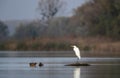 Great white heron and two wild ducks in water Royalty Free Stock Photo