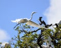 Great white herons in treetop