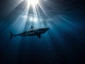 Great White Hunter: Stealth and Power Beneath the Waves Royalty Free Stock Photo