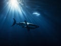 Great White Hunter: Stealth and Power Beneath the Waves Royalty Free Stock Photo