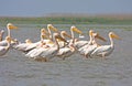 Great white pelican