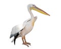 Great White Pelican