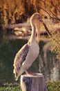 Great white pelican also known as the eastern white pelican, rosy pelican or white pelican.