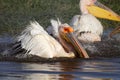 Great white pelican bathing, Lake Nakuru Royalty Free Stock Photo