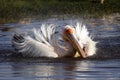 Great white pelican bathing, Lake Nakuru Royalty Free Stock Photo