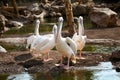 Great White Pelican enjoying the sunny day Royalty Free Stock Photo