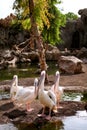 Great White Pelican enjoying the sunny day Royalty Free Stock Photo