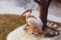 A great white pelican bird with wings up on the beach about to fly