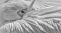 Great white pelican in black and white close-up Royalty Free Stock Photo