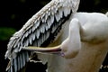 Great White Pelican is cleaning his feathers with the hook of the beak