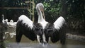 Great White Pelican is cleaning Royalty Free Stock Photo