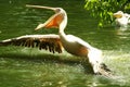 Great White Pelican Royalty Free Stock Photo