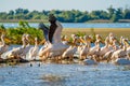 Great White Pelican colony sighted in the Danube Delta Royalty Free Stock Photo