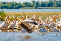 Great White Pelican colony sighted in the Danube Delta Royalty Free Stock Photo