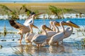 Great White Pelican colony sighted in the Danube Delta Royalty Free Stock Photo