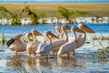 Great White Pelican colony sighted in the Danube Delta Royalty Free Stock Photo