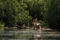 Great white pelican couple