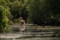 Great white pelican couple