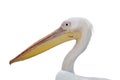 Great White Pelican detail