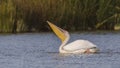 Great White Pelican Drinking Water