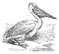 Great White Pelican or Eastern White Pelican or Pelecanus onocrotalus, vintage engraving