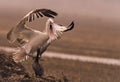 Great White Pelican fighting with IndianCormorant