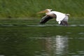 Great White Pelican in fligth Royalty Free Stock Photo